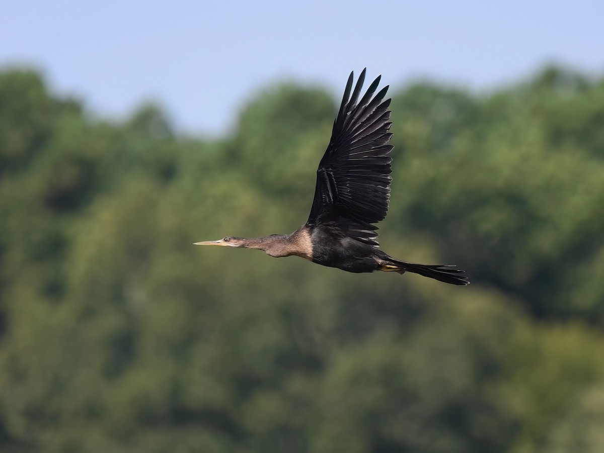 Anhinga - ML639771584