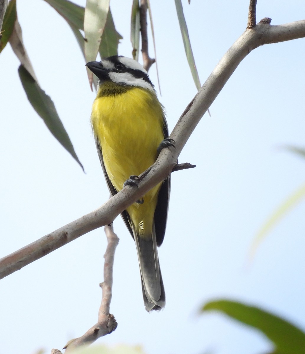 Eastern Shrike-tit - ML639771639