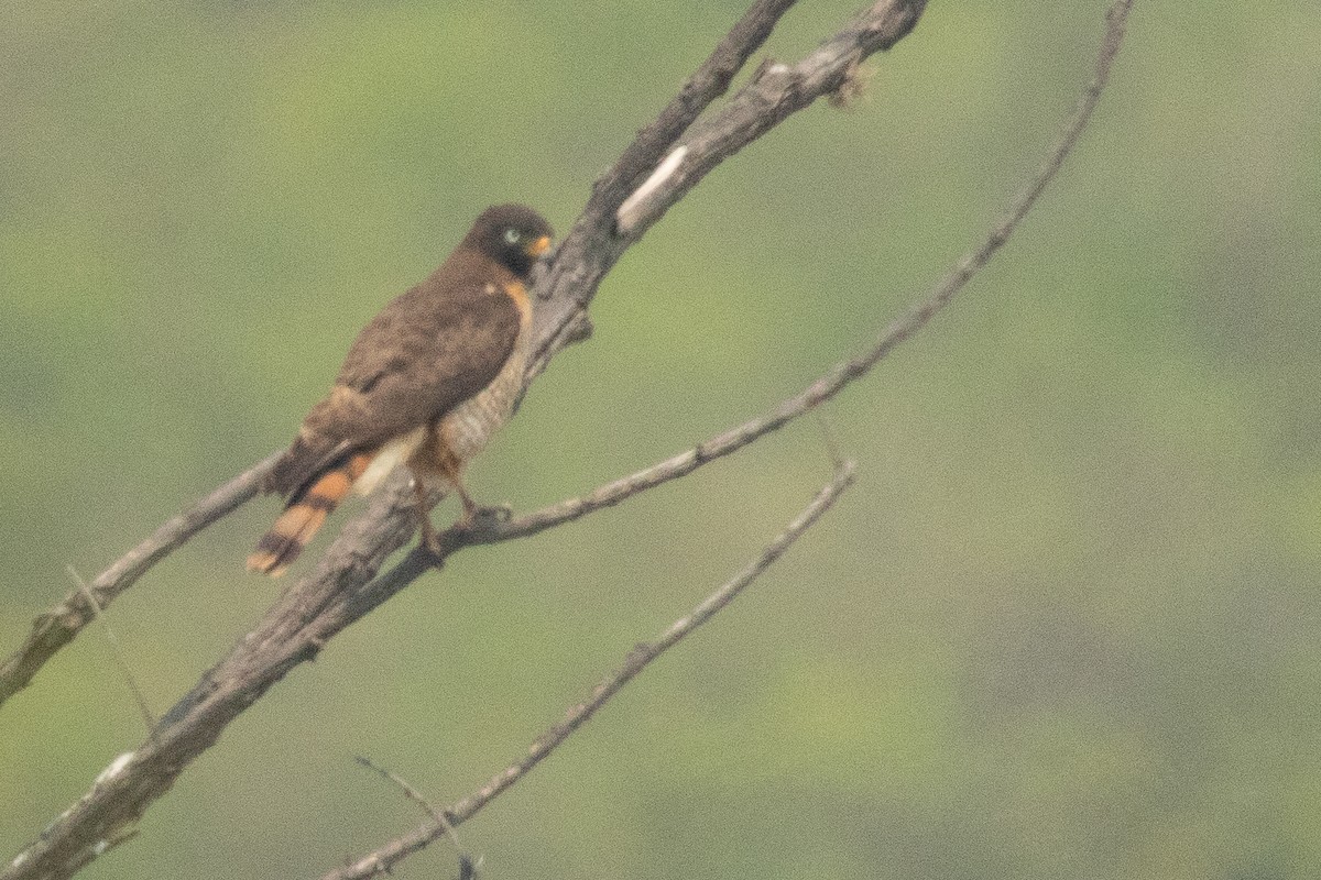 Roadside Hawk (Southern) - ML639771654