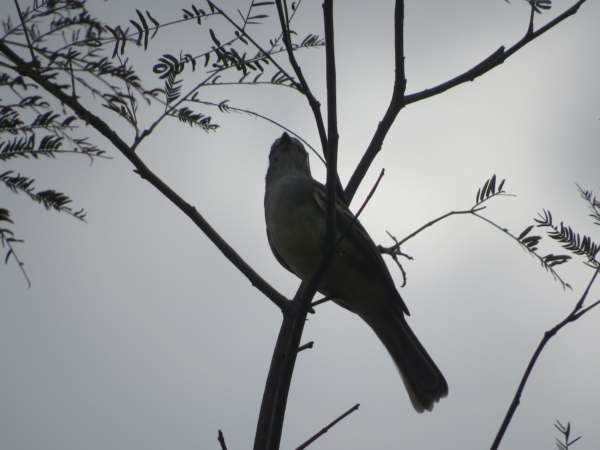 Large Elaenia - ML639771758