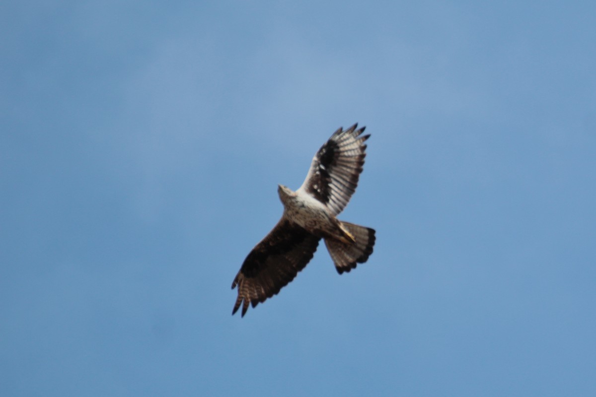 Bonelli's Eagle - ML639771823