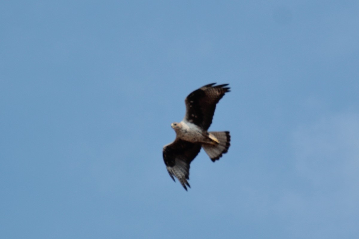 Bonelli's Eagle - ML639771849