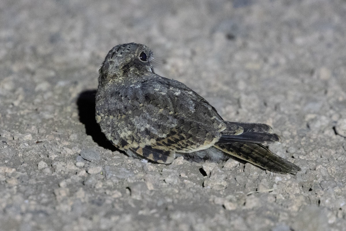 Slender-tailed Nightjar - ML639771872