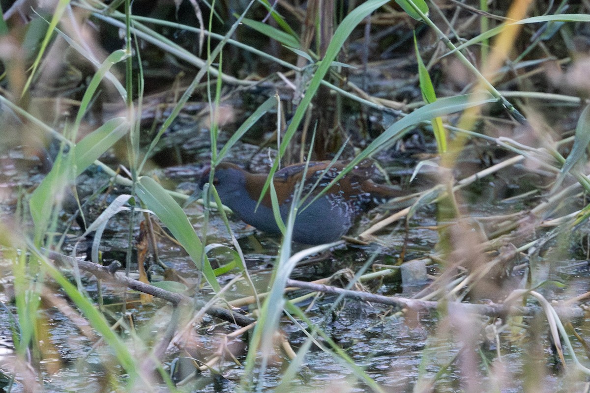 Оодон түнжүүр - ML639771893