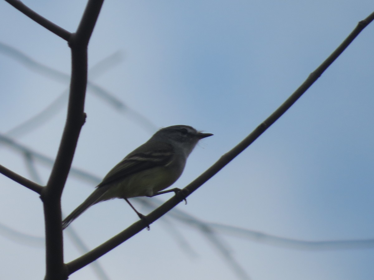 White-crested Tyrannulet - ML639771905