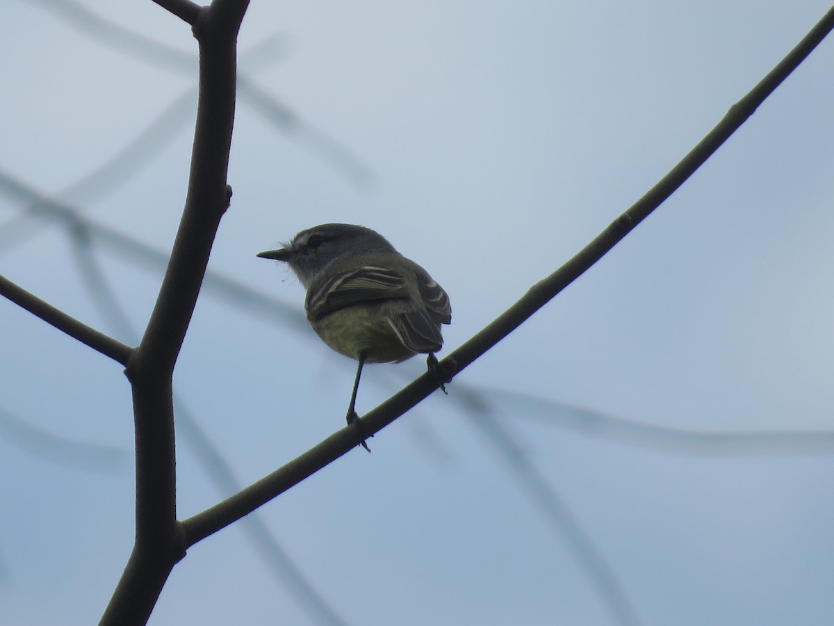 White-crested Tyrannulet - ML639771906