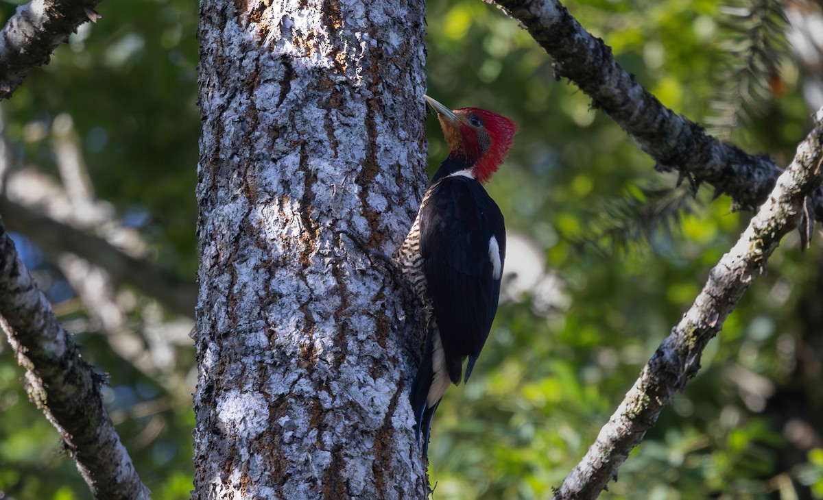 Helmeted Woodpecker - ML639771914