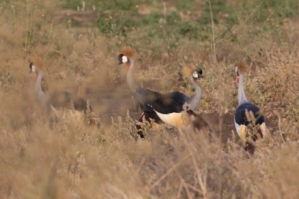 Gray Crowned-Crane - ML639771921