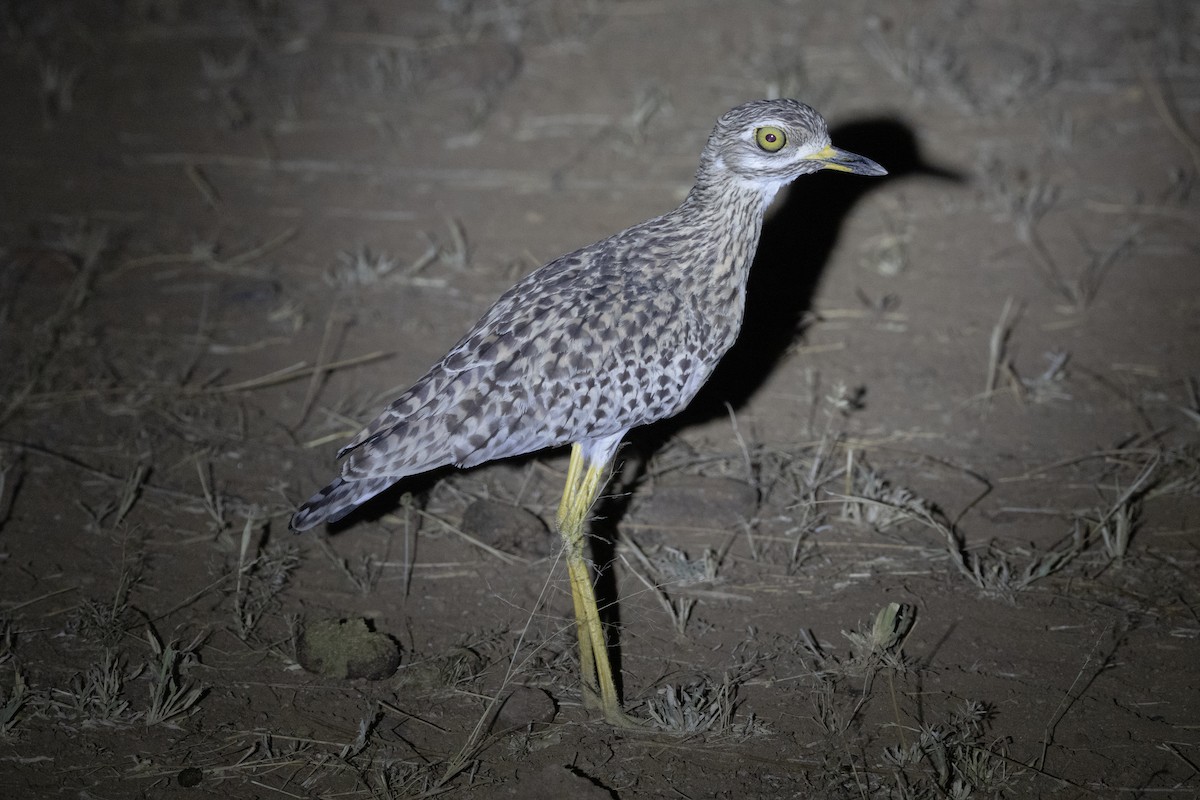 Spotted Thick-knee - ML639771927