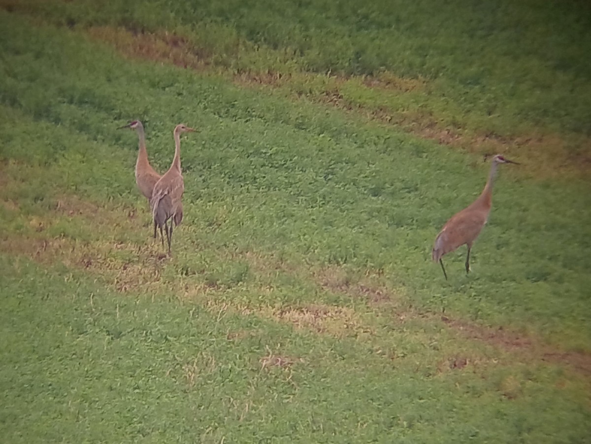 Sandhill Crane - ML639771929