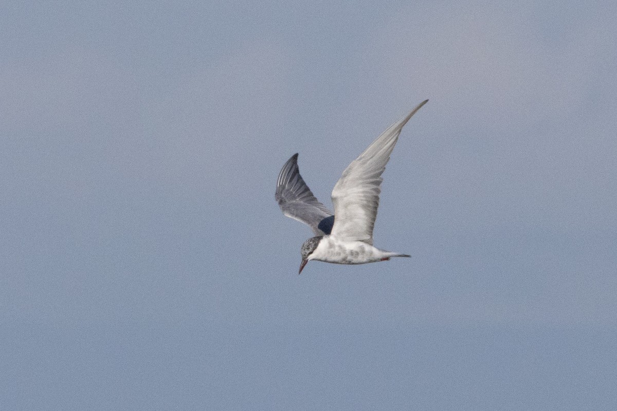 Whiskered Tern - ML639771934