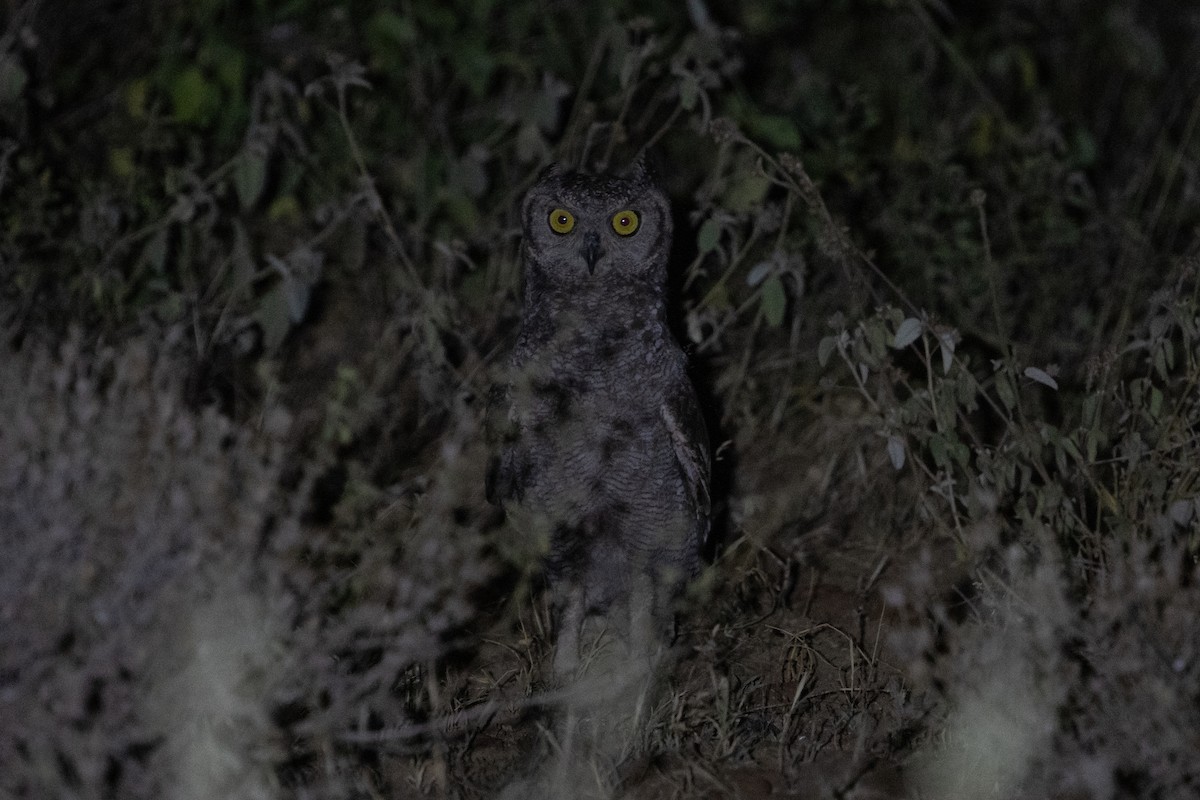 Spotted Eagle-Owl - ML639771944