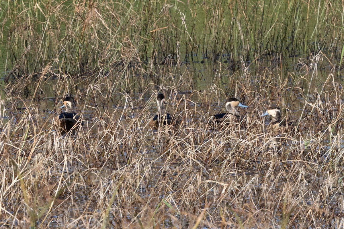 Blue-billed Teal - ML639772013