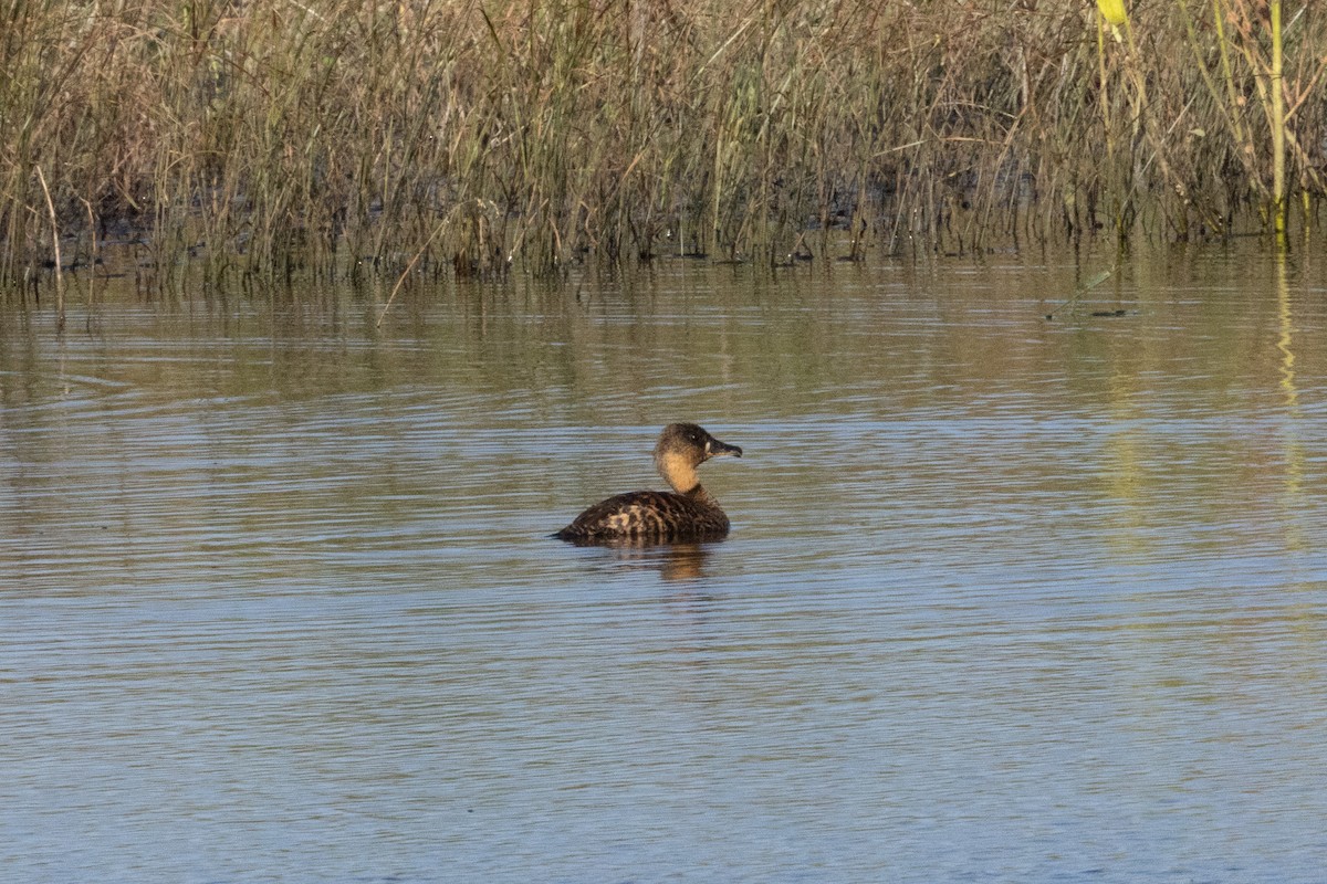 White-backed Duck - ML639772017