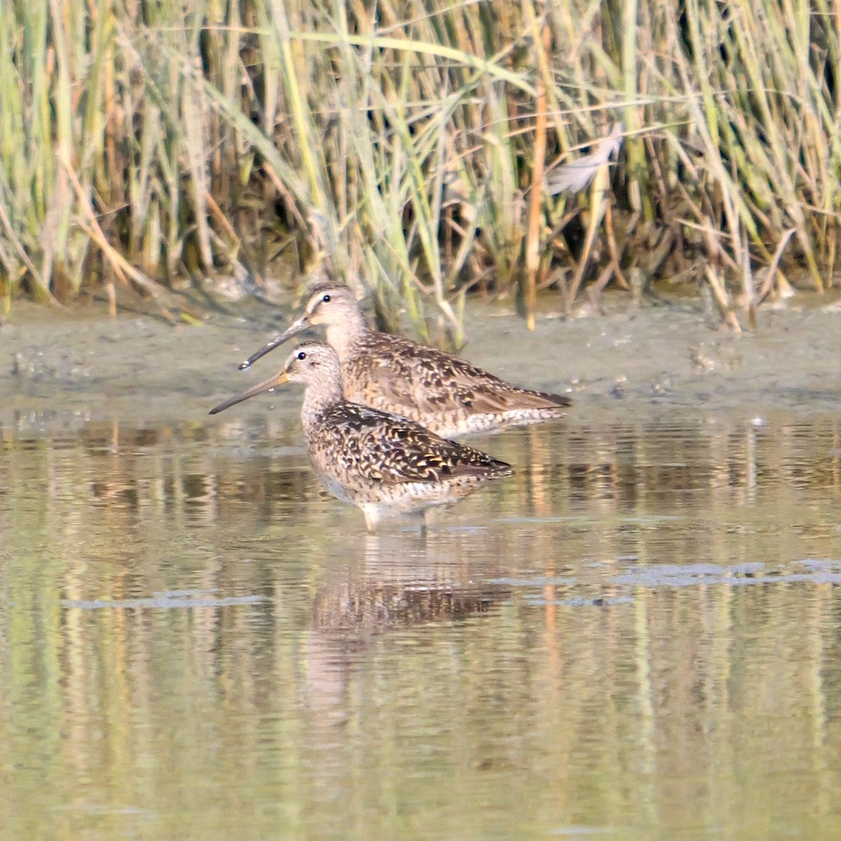 Короткоклювый бекасовидный веретенник - ML639772058
