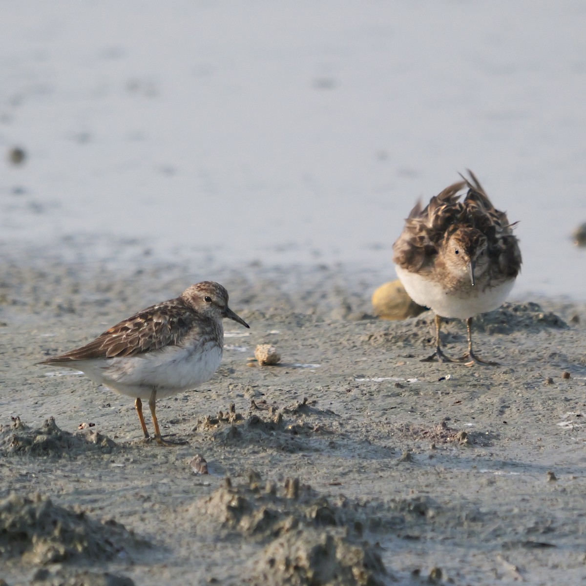 Песочник-крошка - ML639772078