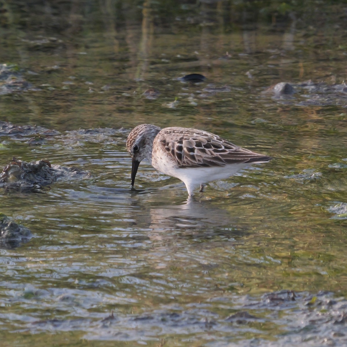 Малый песочник - ML639772079