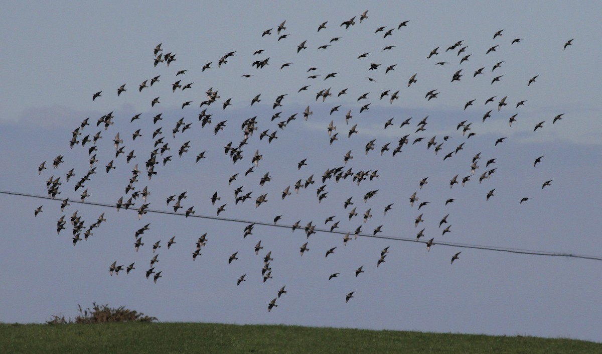 European Starling - ML639772145