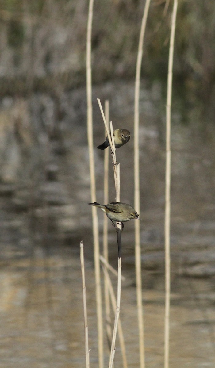 Common Chiffchaff - ML639772147