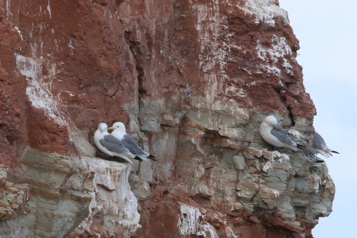 Гурван хуруут цахлай - ML639772201