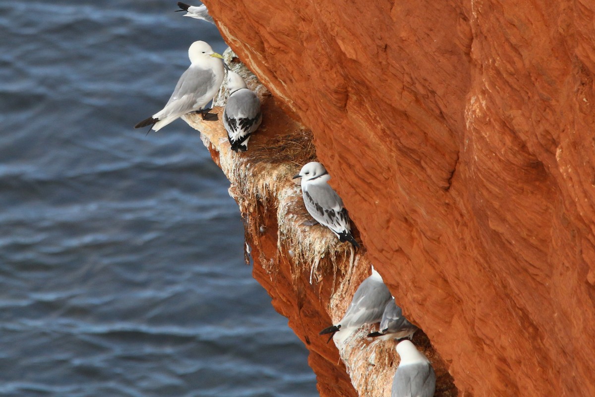 Гурван хуруут цахлай - ML639772202