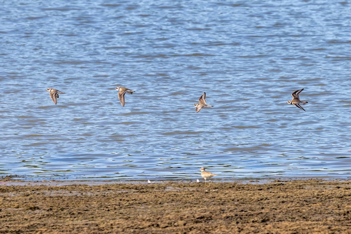 Semipalmated Plover - ML639772237