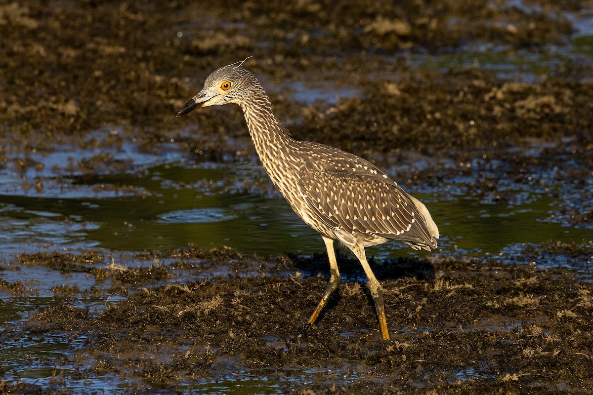 Yellow-crowned Night Heron - ML639772274