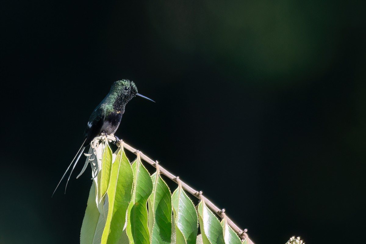 Black-bellied Thorntail - ML639772333