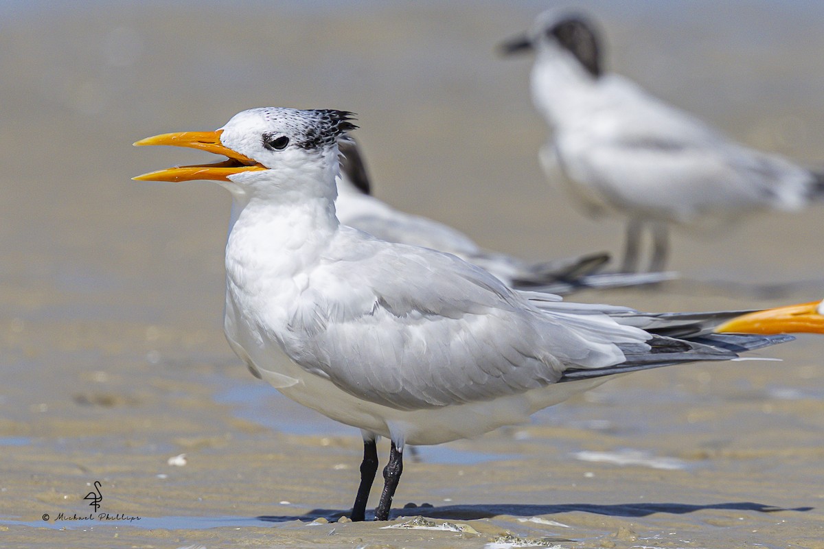 Royal Tern - ML639772344