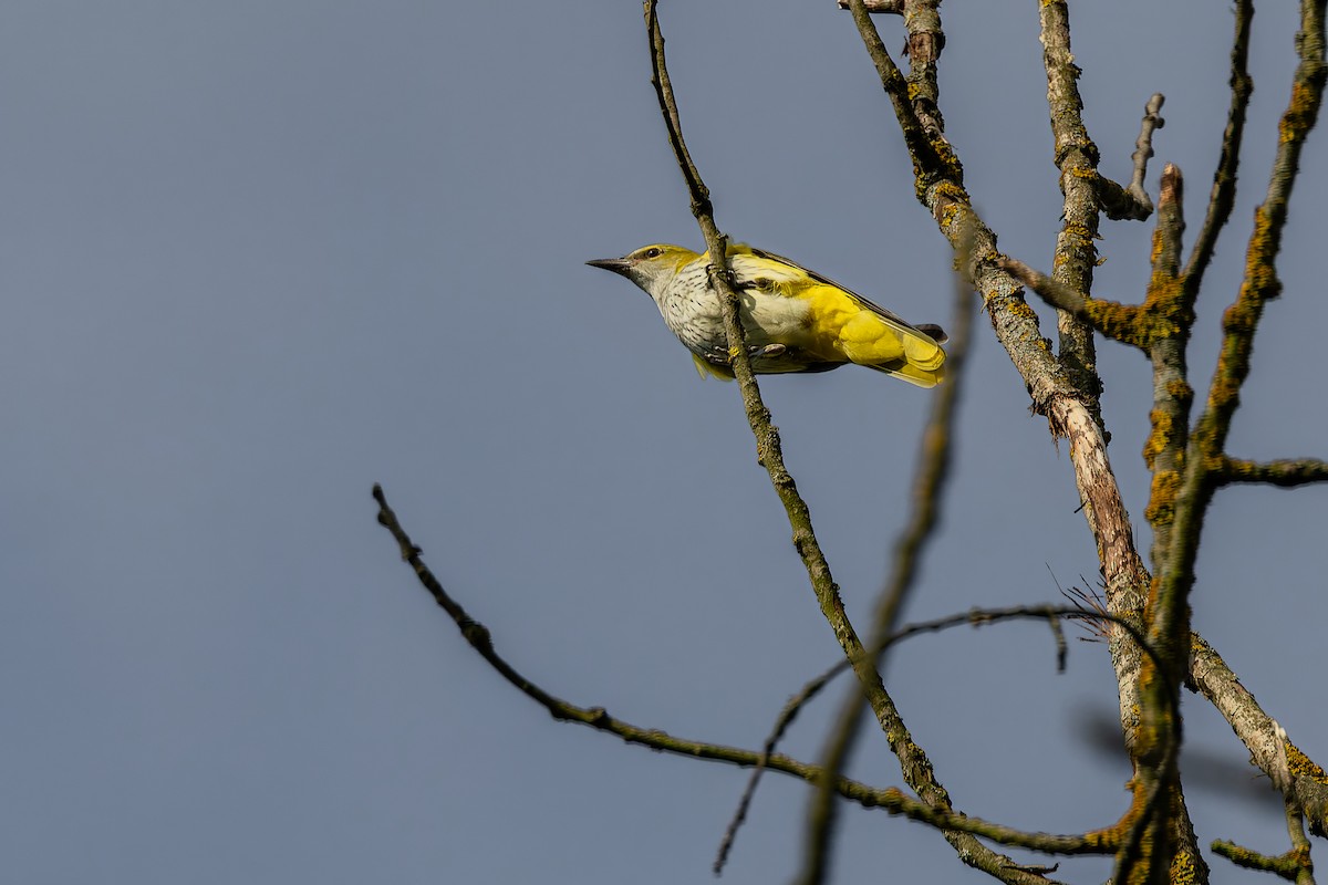 Eurasian Golden Oriole - ML639772841