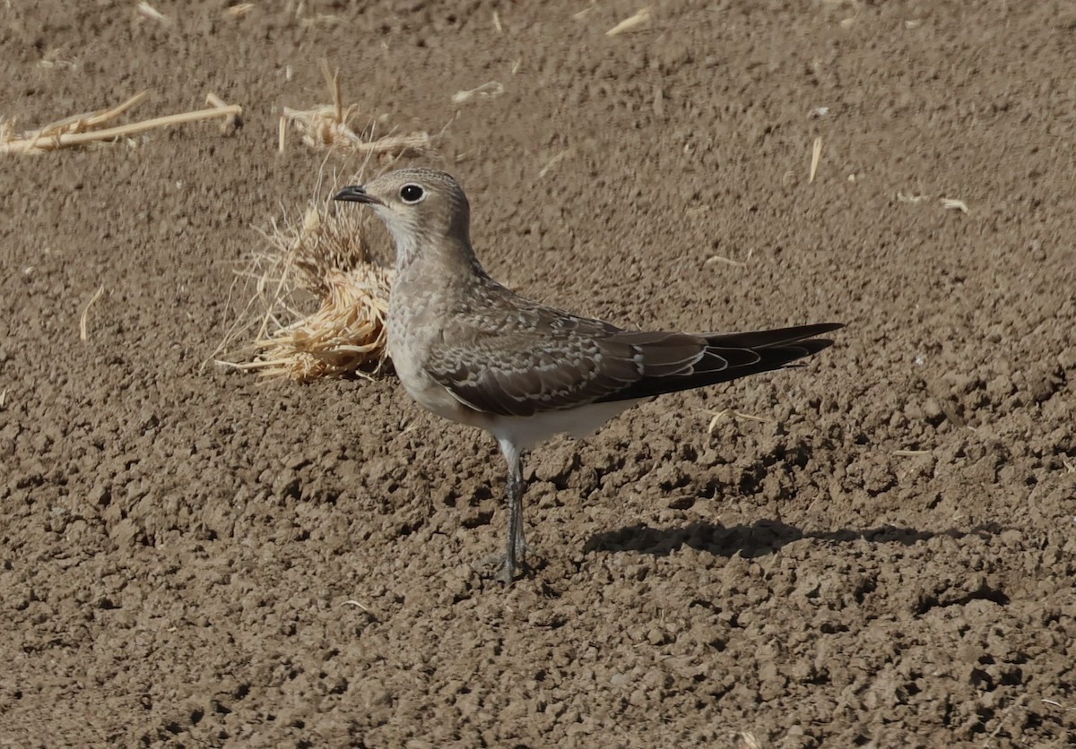 Collared Pratincole - ML639772843