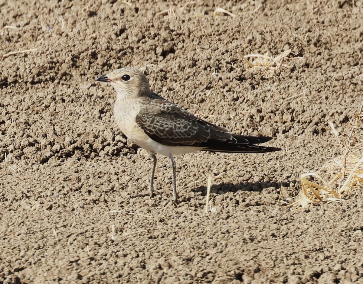 Collared Pratincole - ML639772845