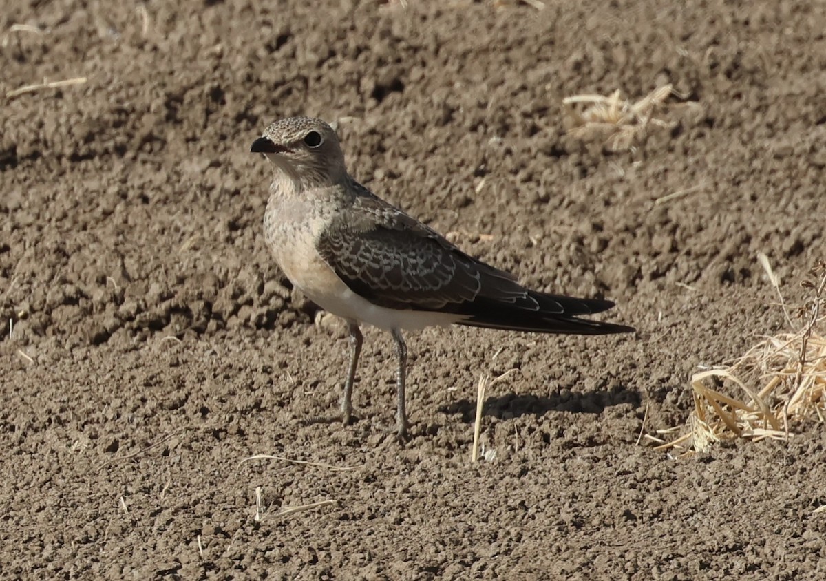 Collared Pratincole - ML639772846