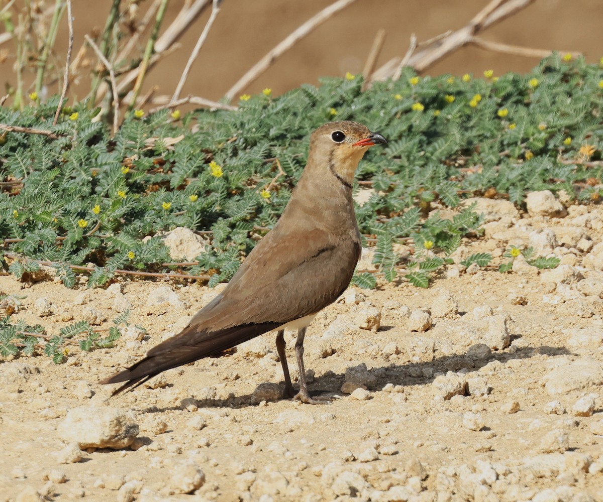 Collared Pratincole - ML639772847