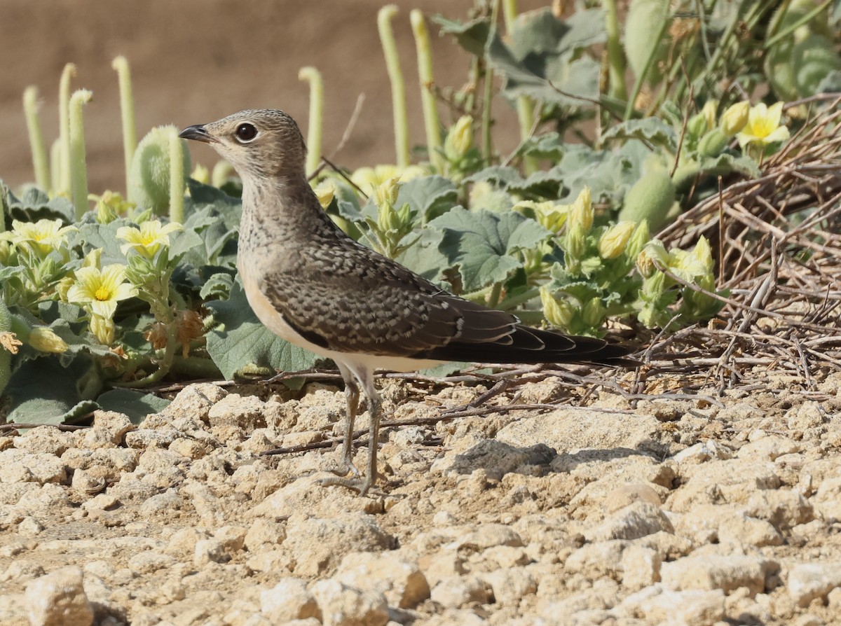 Collared Pratincole - ML639772848