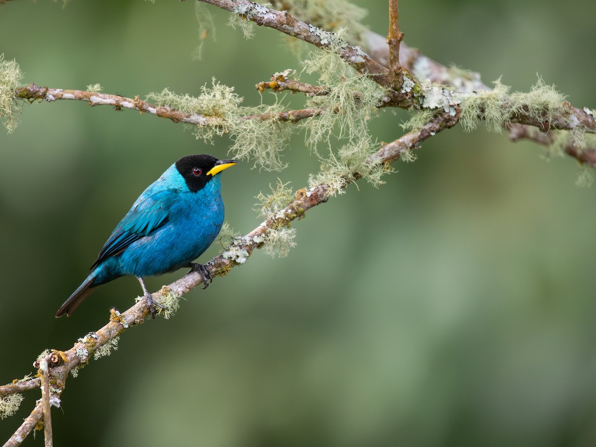 Green Honeycreeper - ML639772855