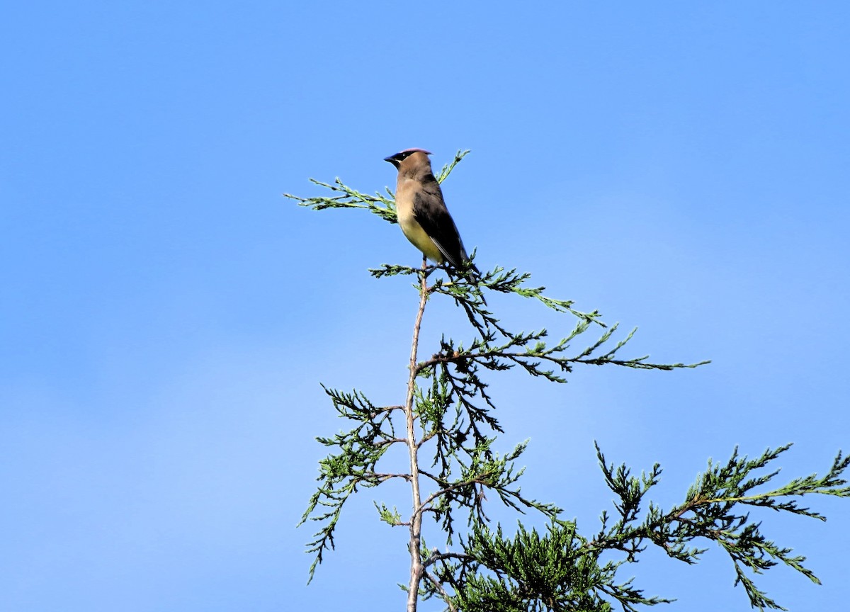 Cedar Waxwing - ML639772882