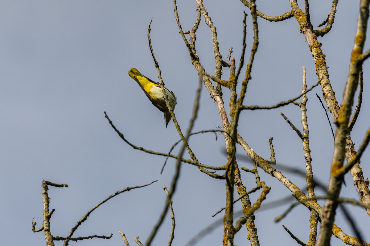 Eurasian Golden Oriole - ML639772885