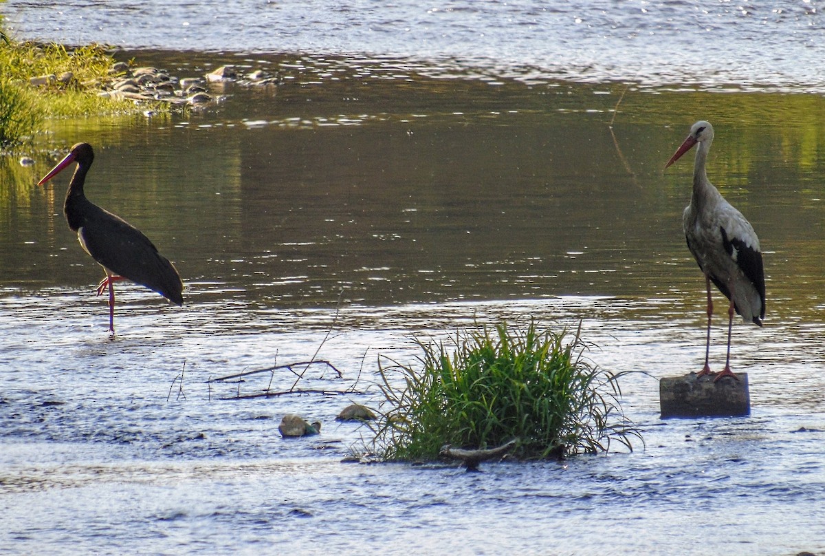 Black Stork - ML639772895