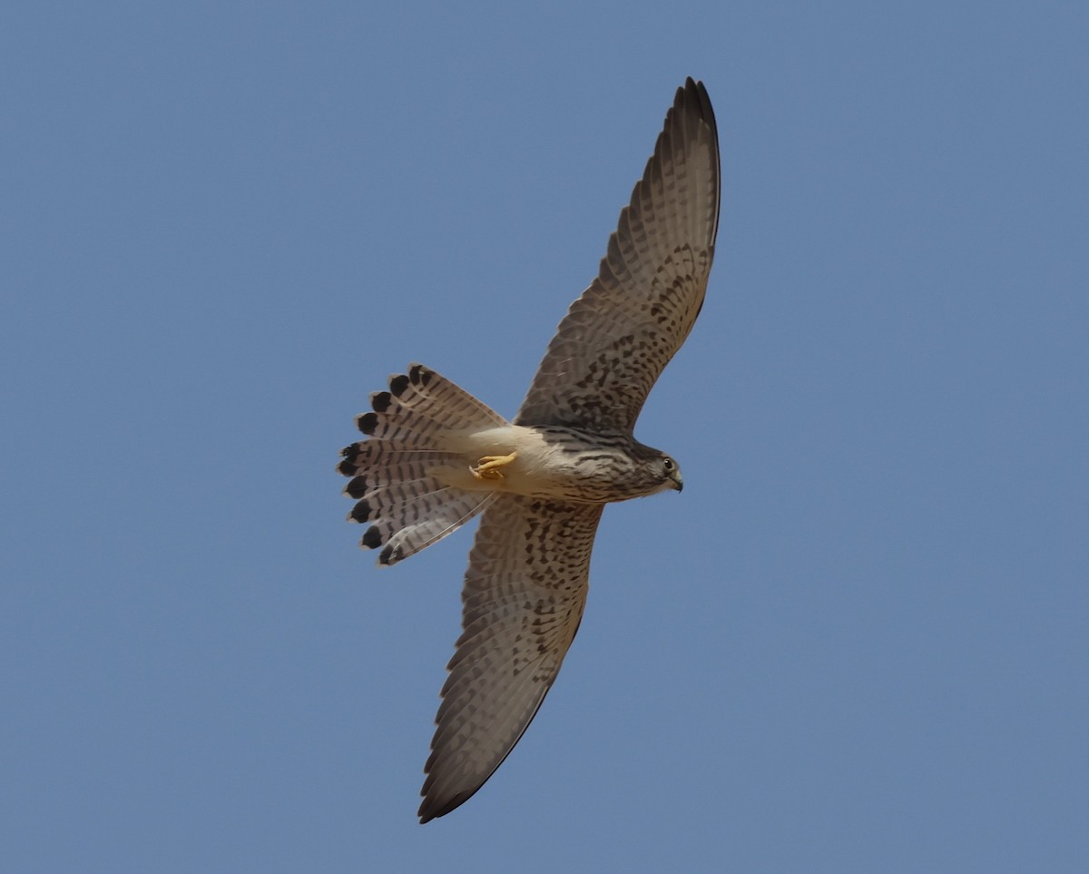 Lesser Kestrel - ML639772913