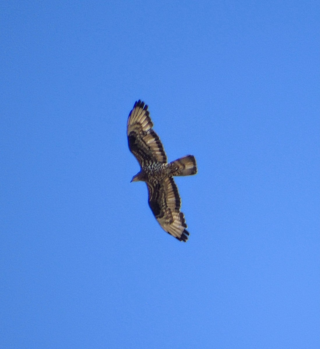 European Honey-buzzard - ML639772925