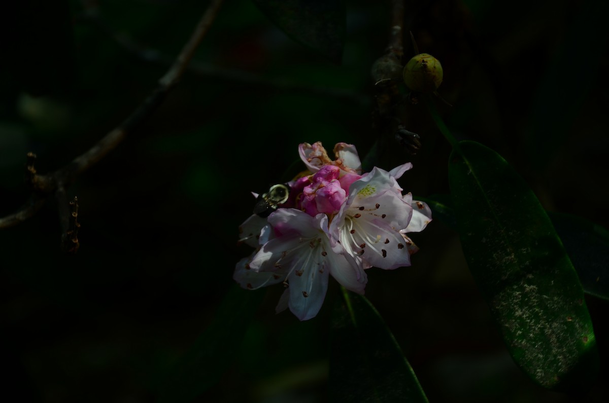 Southern Carpenter Bee - ML639773050