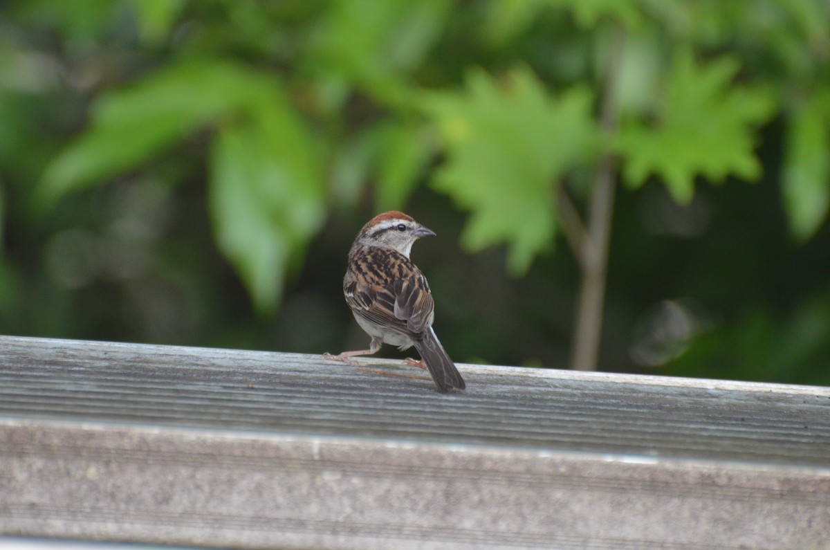Chipping Sparrow - ML639773092
