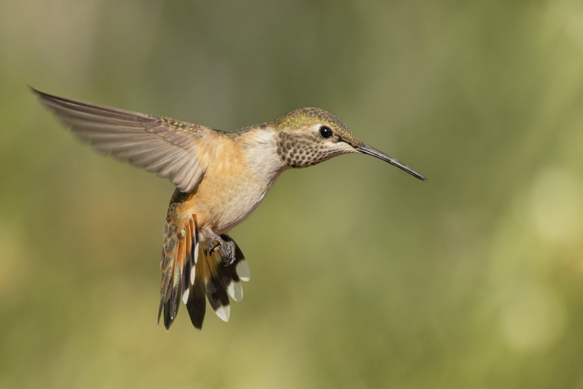 Rufous Hummingbird - ML639773111