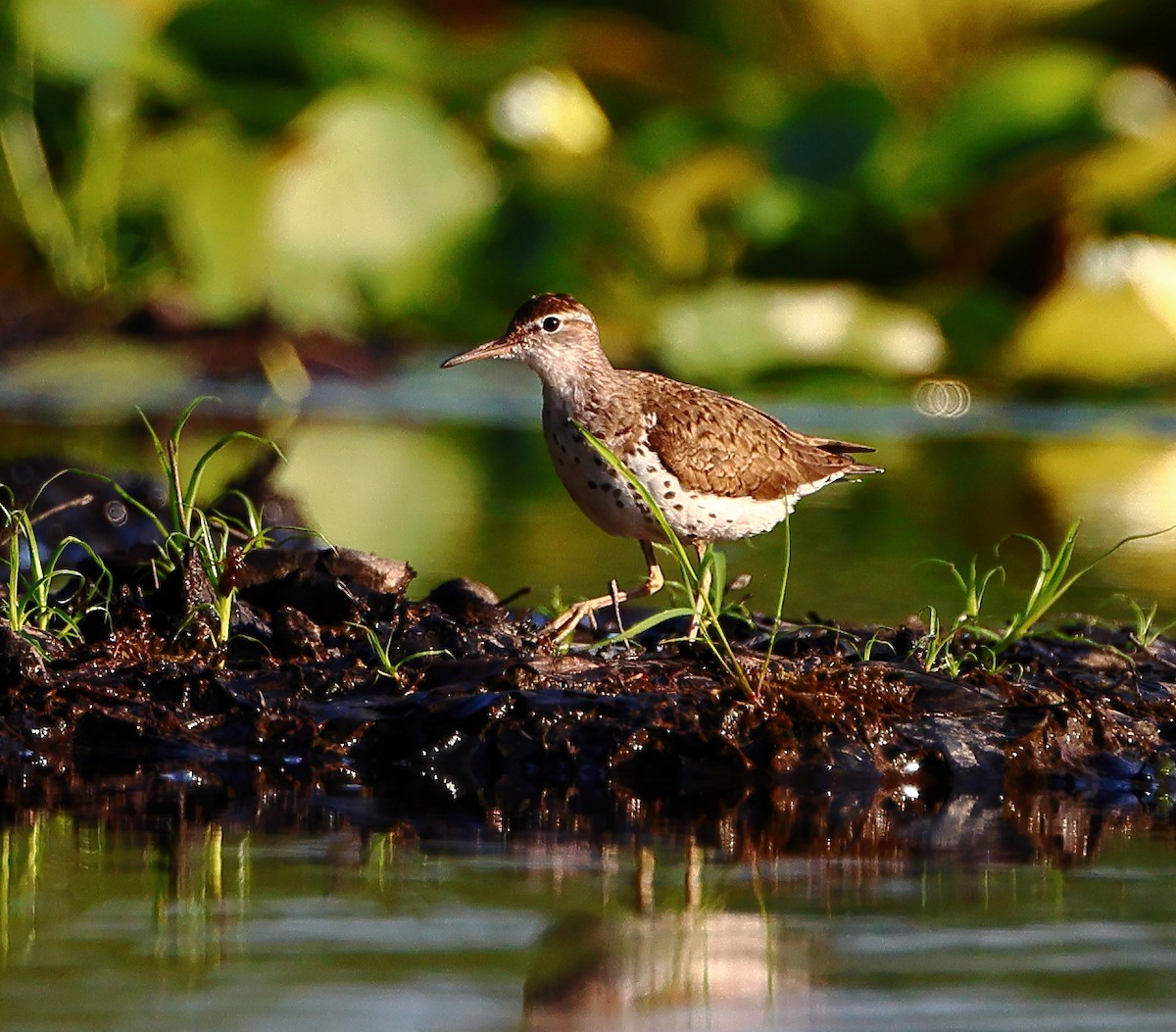 Spotted Sandpiper - ML639773118