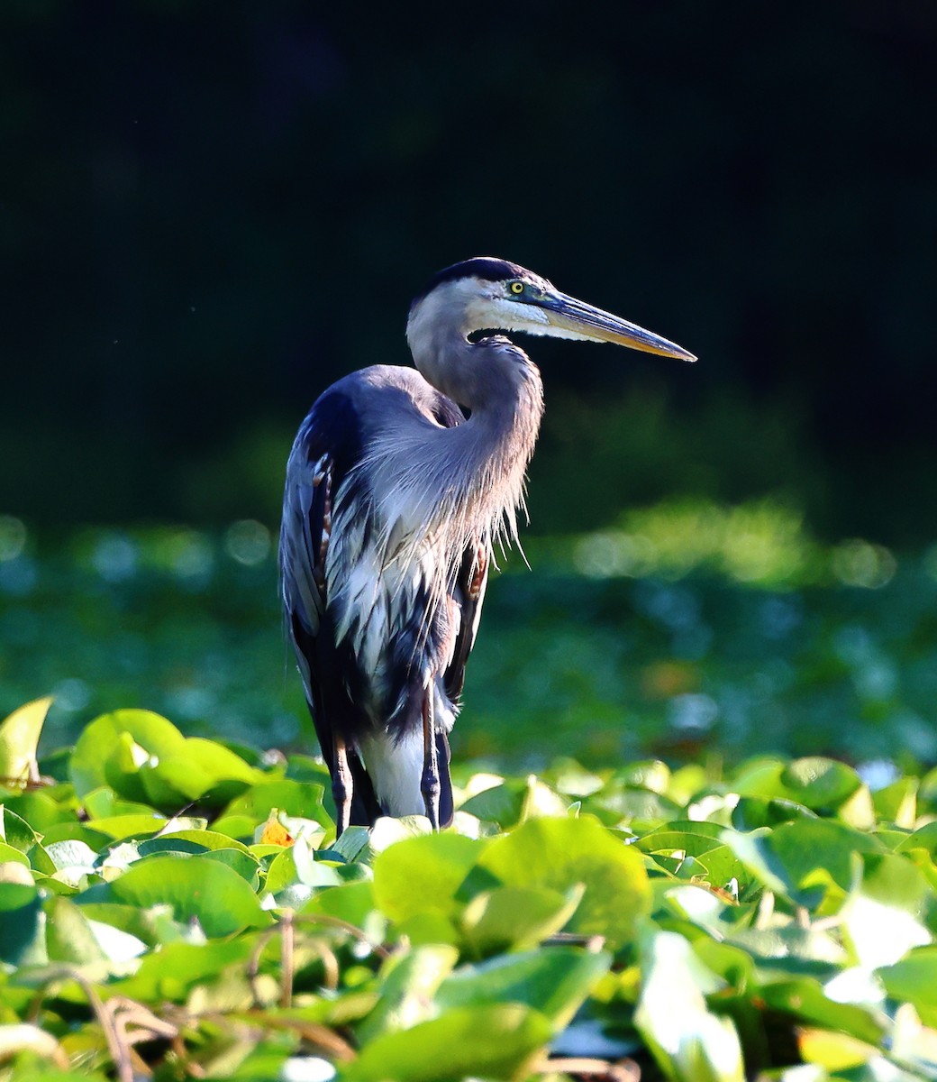 Great Blue Heron - ML639773133