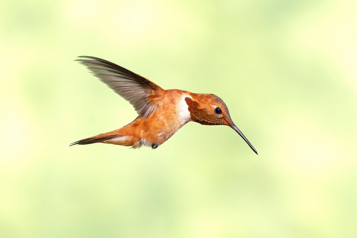 Rufous Hummingbird - ML639773139