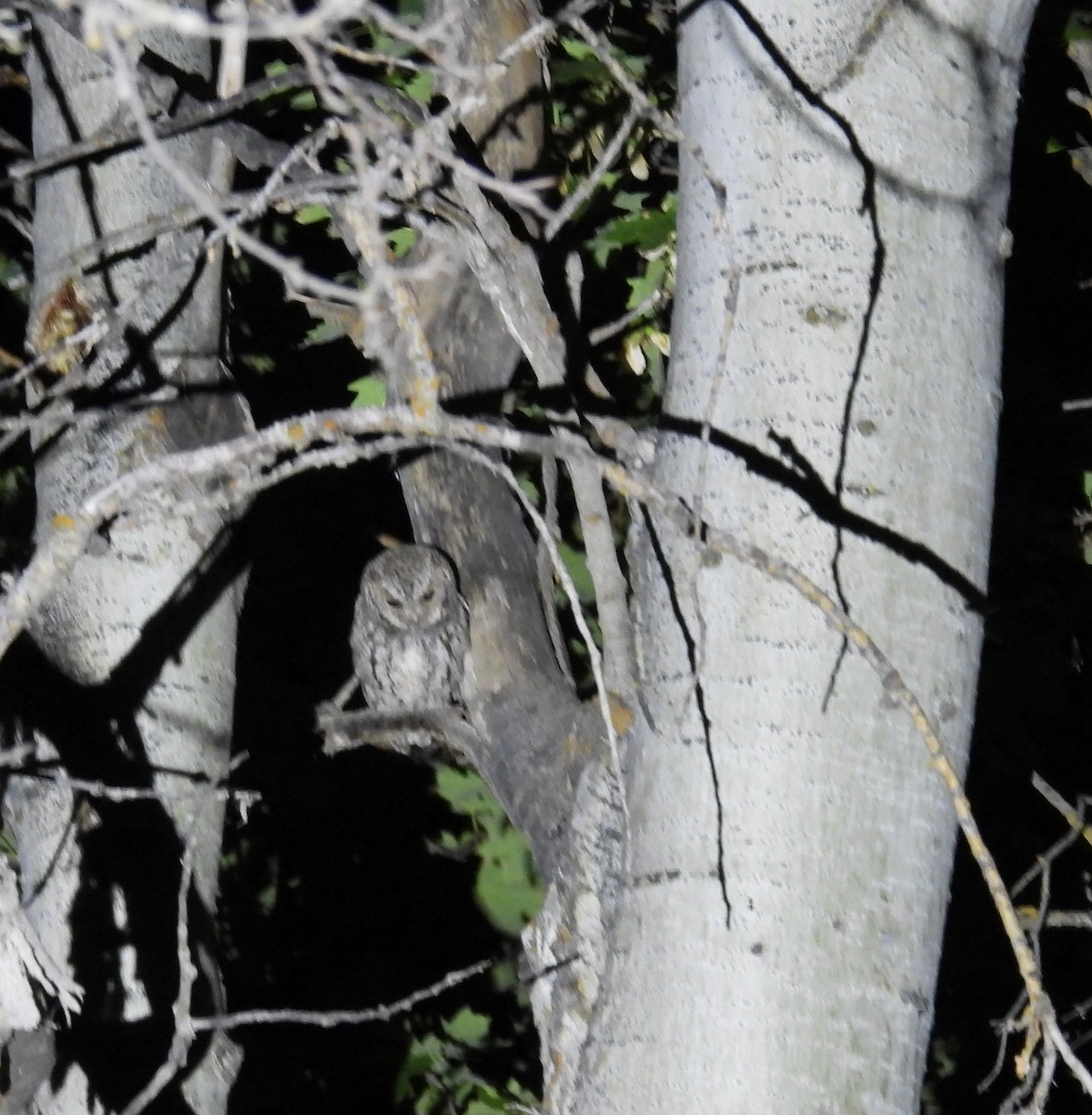 Flammulated Owl - ML639773155