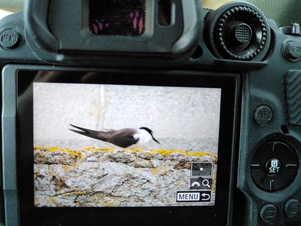 Bridled Tern - ML639773164