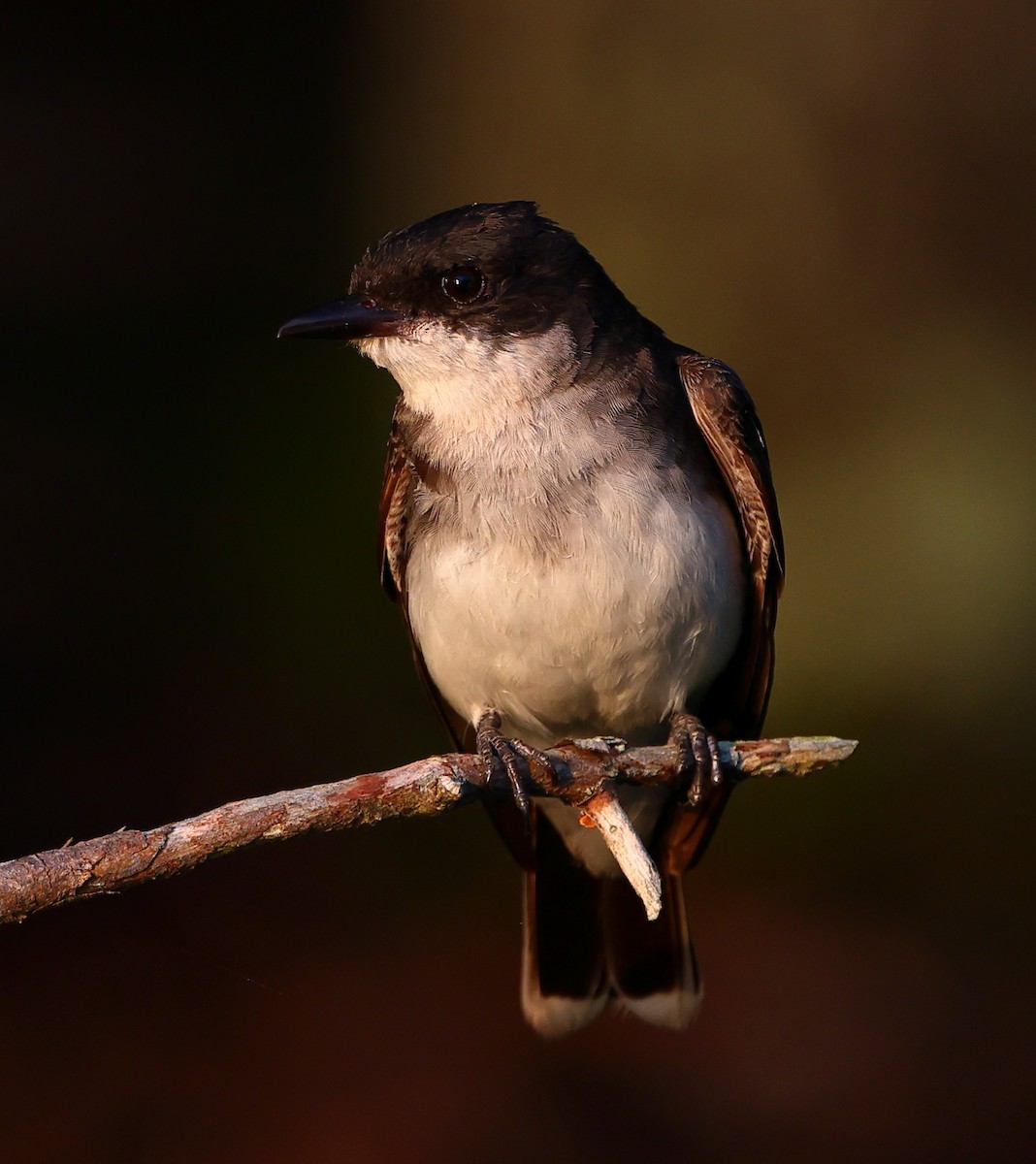 Eastern Kingbird - ML639773168